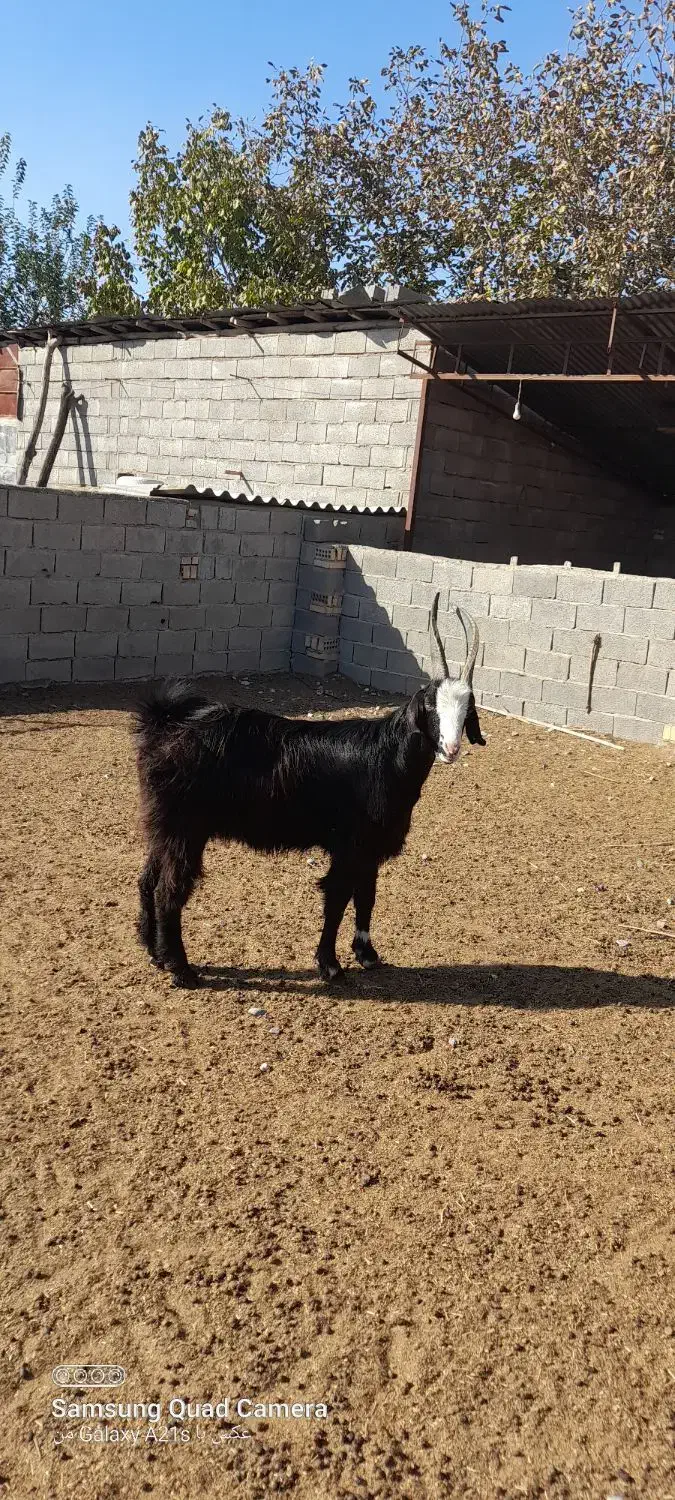 نر بز چاتمه|حیوانات مزرعه|سنگدوین, |دیوار