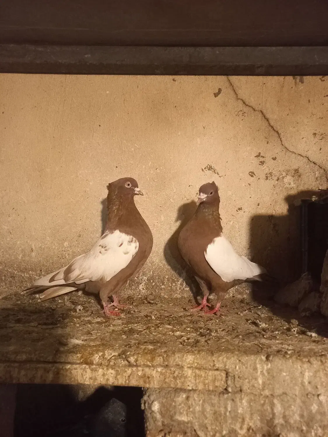 سینه سرخ جفت|پرنده|عجب شیر, |دیوار