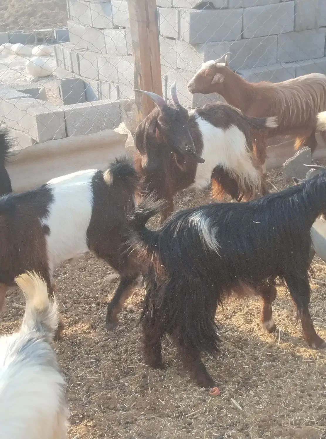 تعدادی بز داشتی|حیوانات مزرعه|آبدان, |دیوار