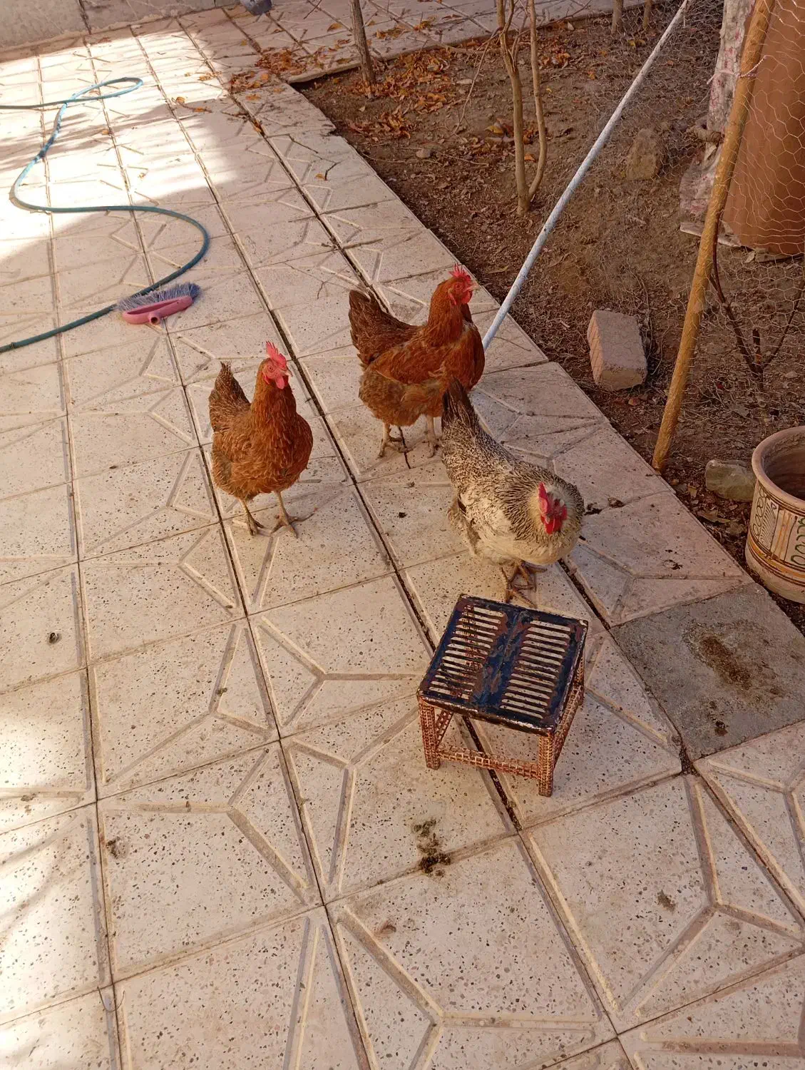 مرغ تخم گذار|حیوانات مزرعه|گلبهار, شهر جدید گلبهار|دیوار