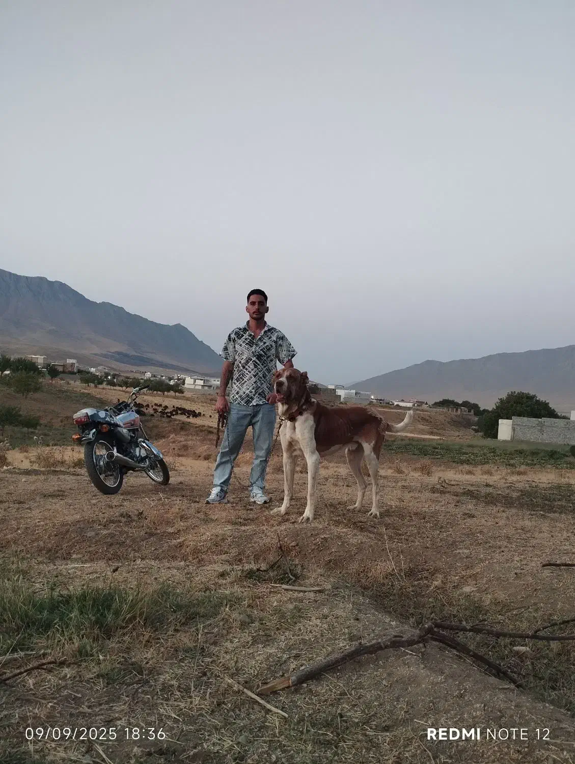 سگ سرابی|سگ|شازند, |دیوار