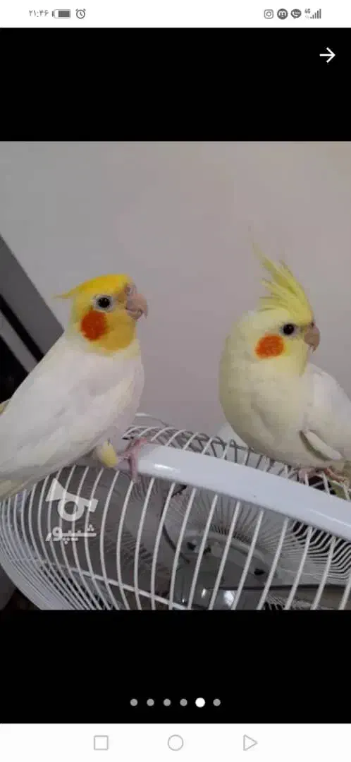 لوتینو|پرنده|خشکبیجار, |دیوار