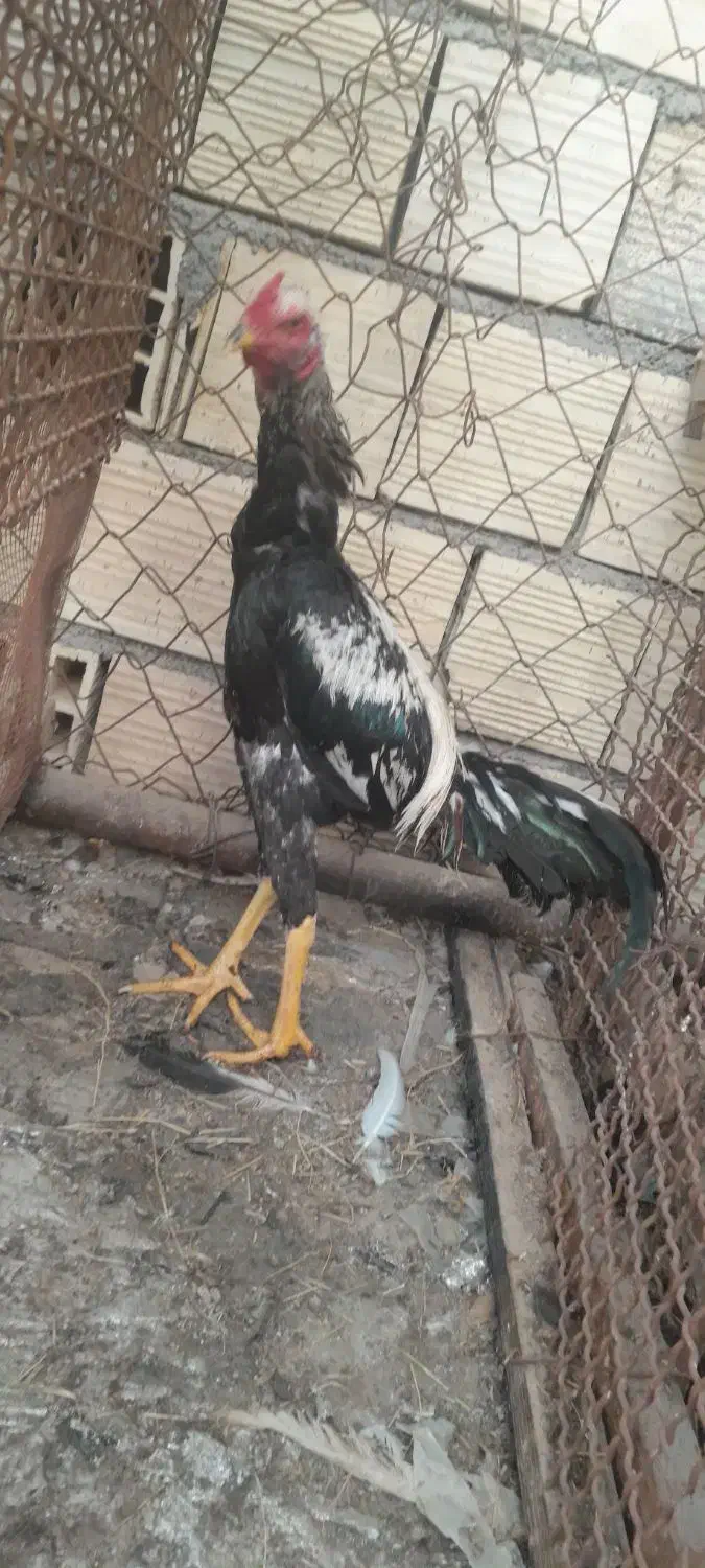 جوجه خروس|حیوانات مزرعه|بندرعباس, |دیوار