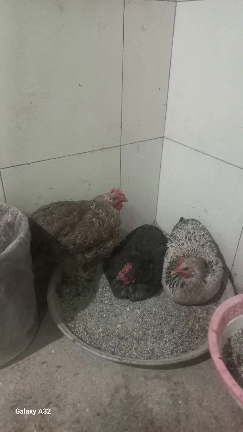 فروش مرغ خانگی|حیوانات مزرعه|پاکدشت, پاکدشت (مامازند)|دیوار