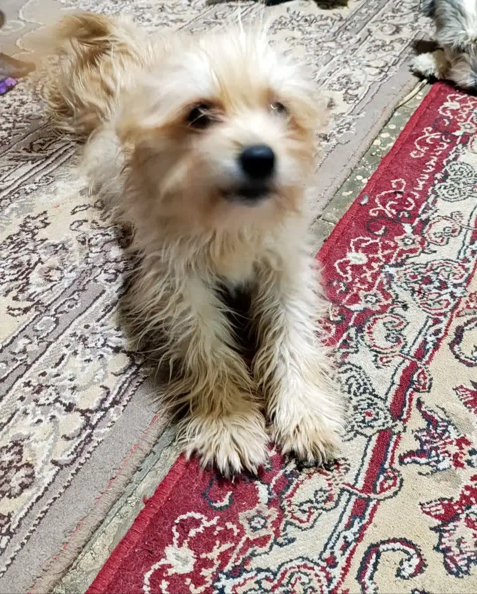 فروش سگ|سگ|کاشان, گبرها|دیوار