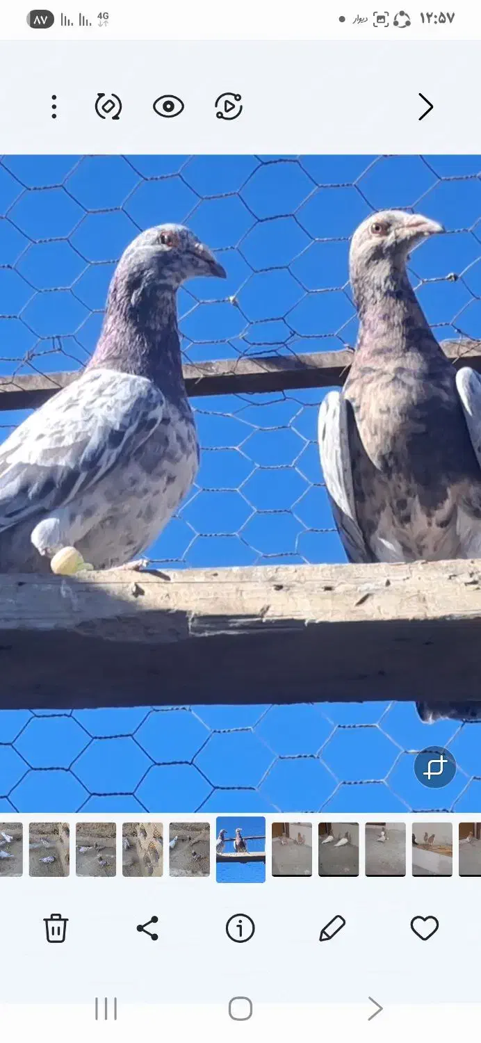 کوهی سرول نامور|پرنده|شراء, |دیوار