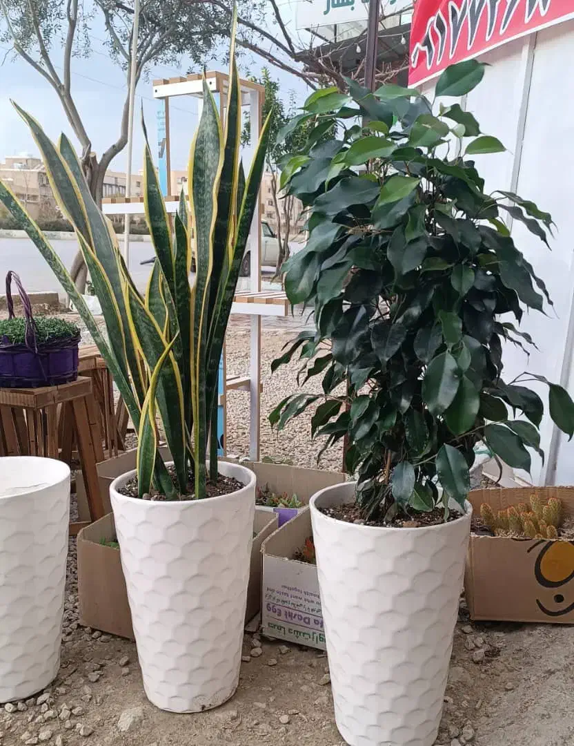 استند ، گل|گل و گیاه طبیعی|مرودشت, فاز دوم شهرک فرهنگیان|دیوار