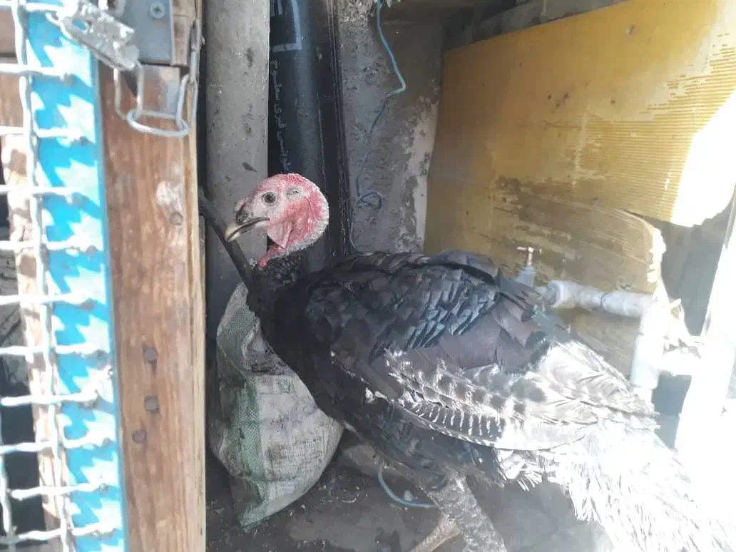 بوقلمون ۷ماهه|حیوانات مزرعه|تهران, شهرک شریفی|دیوار