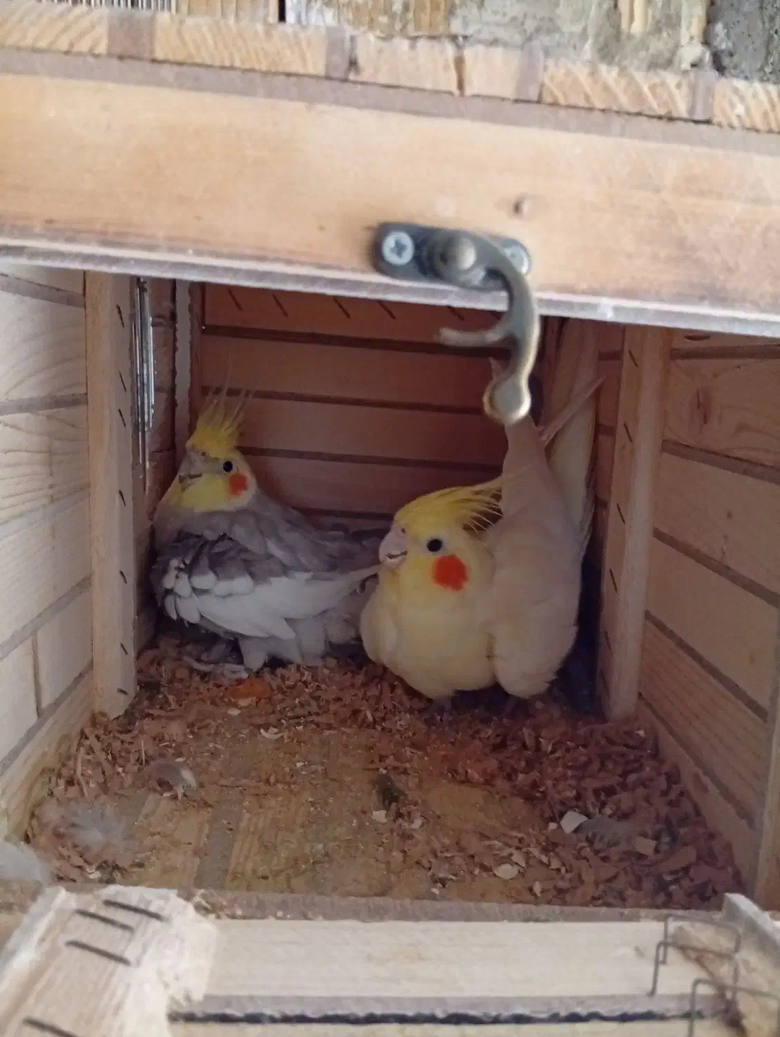 جفت عروس هلندی|پرنده|مرودشت, کناره|دیوار