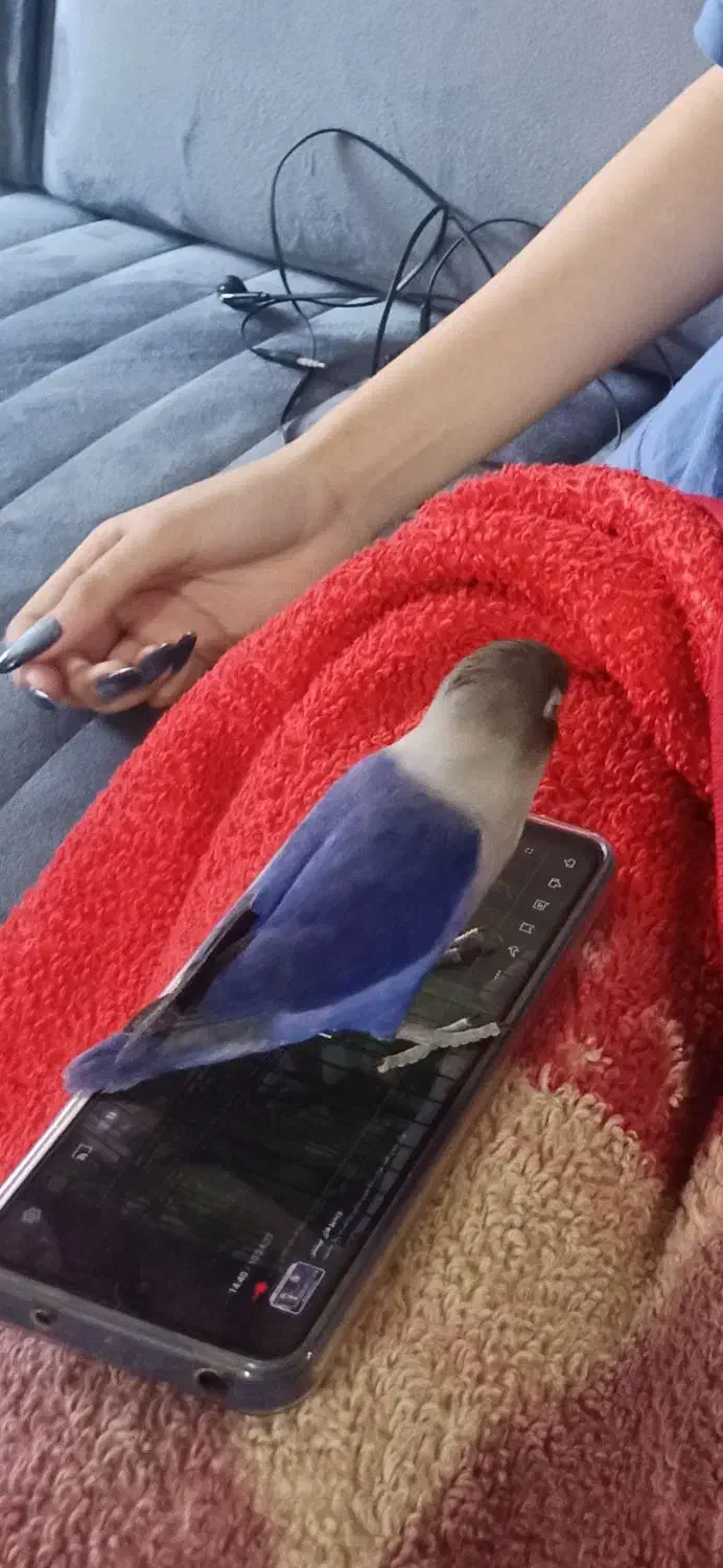 طوطی کوتوله زیبا|پرنده|بندرعباس, |دیوار