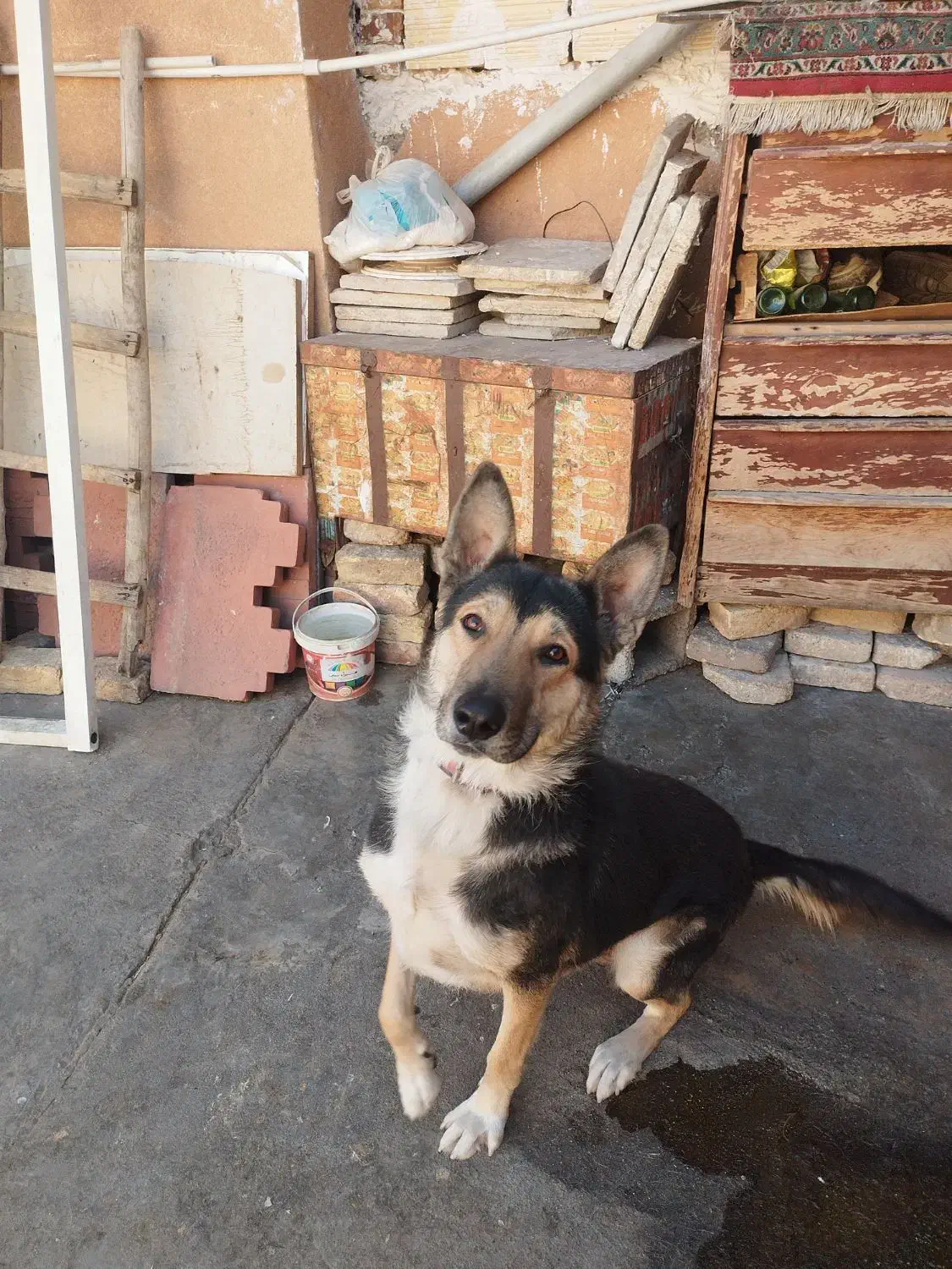 سگ نگهبان|سگ|بیستون, |دیوار