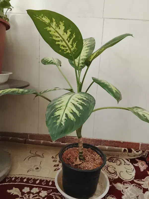 گل طبیعی|گل و گیاه طبیعی|نیشابور, گنبد سبز|دیوار