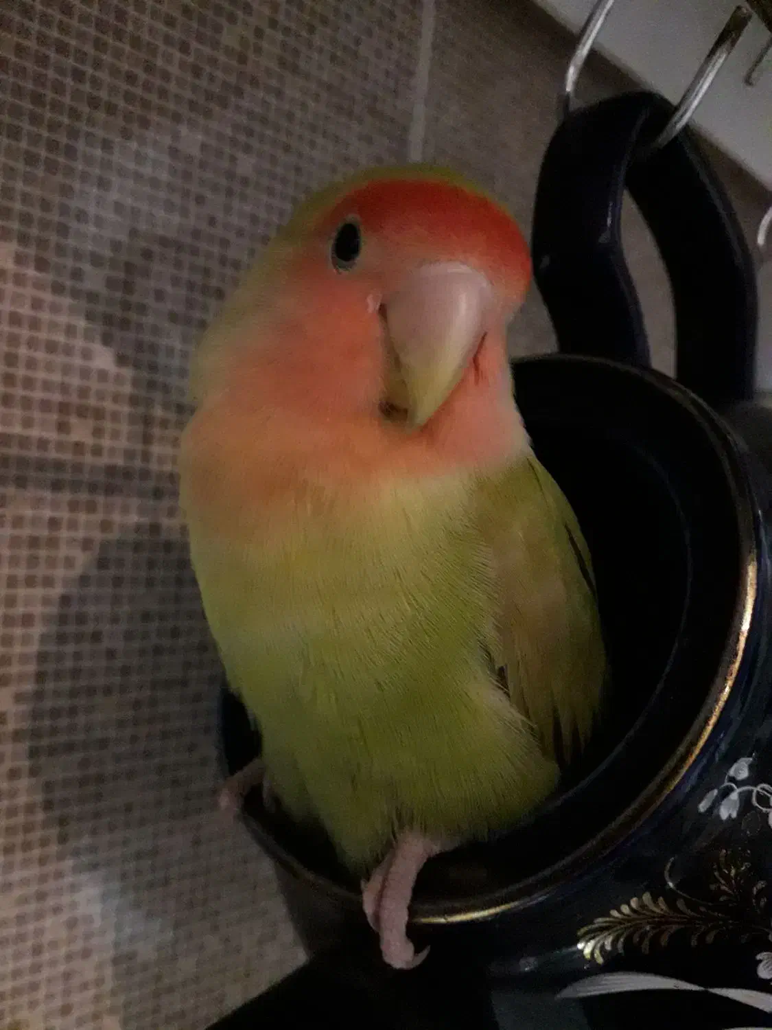 طوطی برزیلی۶ ماهه گمشده مژدگانی بسیاربالا|حیوانات|اندیشه, شهرک مریم|دیوار