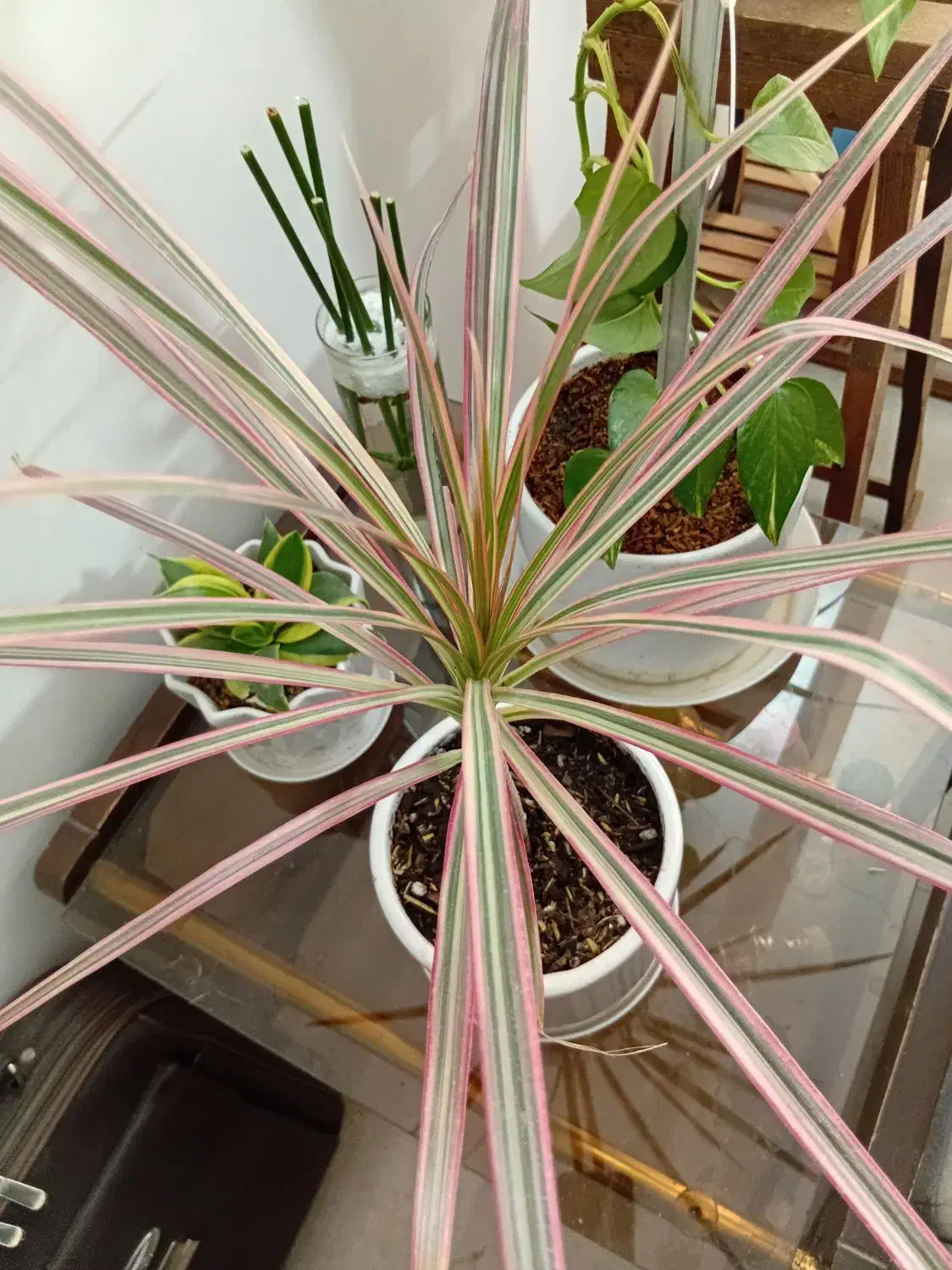 کارشناس مشاور گل و گیاه و باغبانی|خدمات باغبانی و درختکاری|مشهد, هفت تیر (حافظ)|دیوار