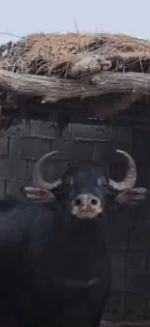 گاومیش دزدیده شده هرکسی اونودیده بهم زنگ بزنه|حیوانات|دزفول, |دیوار