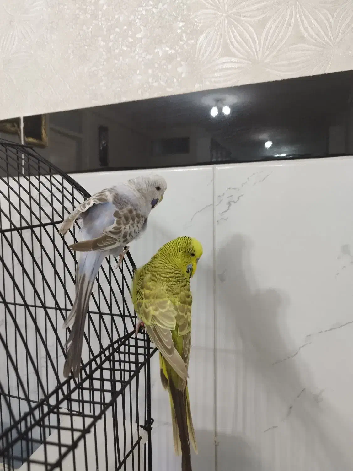 مرغ عشق انگلیسی نرو ماده رام دستی با ضمانت|پرنده|پیرانشهر, |دیوار