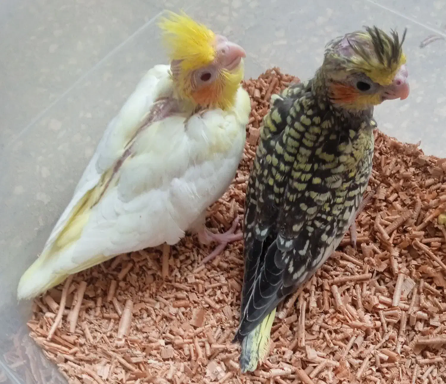 جوجه عروس  و کوتوله سرلاکی|پرنده|کاشان, باغ ماجد|دیوار