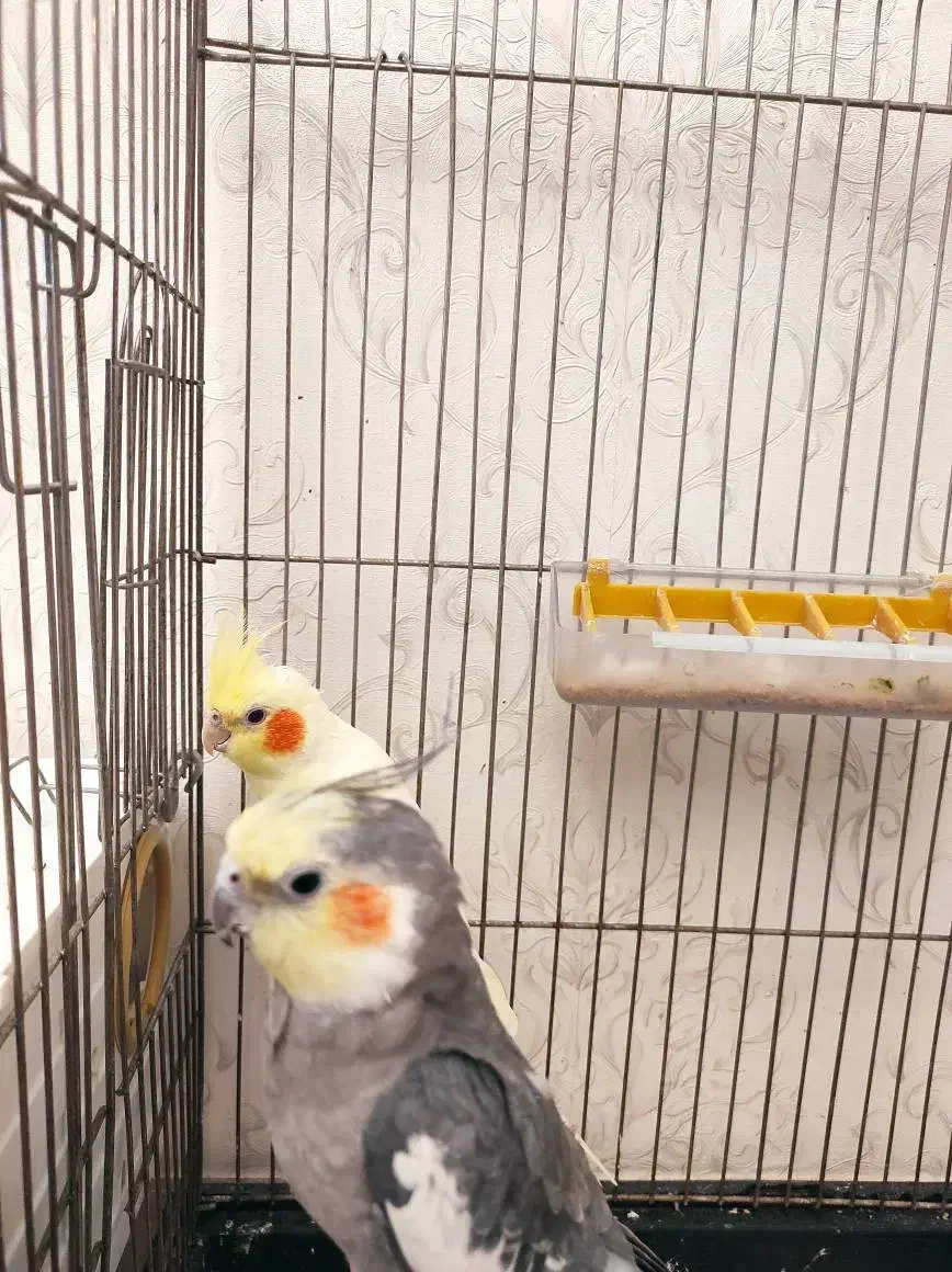 عروس هلندی|پرنده|تبریز, |دیوار