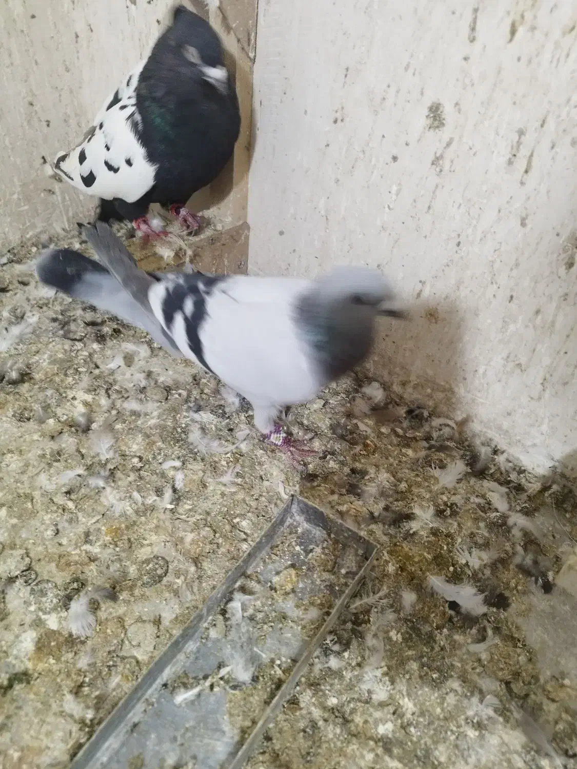 15عدد پلاکی دورگ بهبهانی|پرنده|داراب, |دیوار