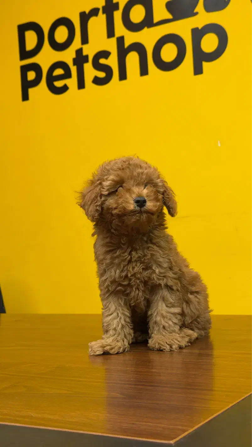 توی پودل رنگ رد و موکایی|سگ|تهران, سعادتآباد|دیوار