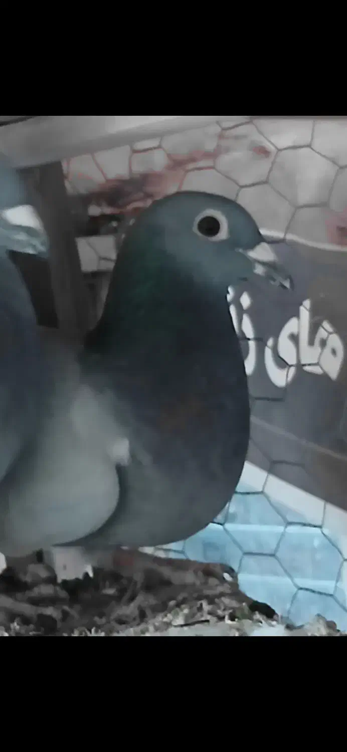 کفتر زاجر پلاکی گمشده|حیوانات|میبد, |دیوار