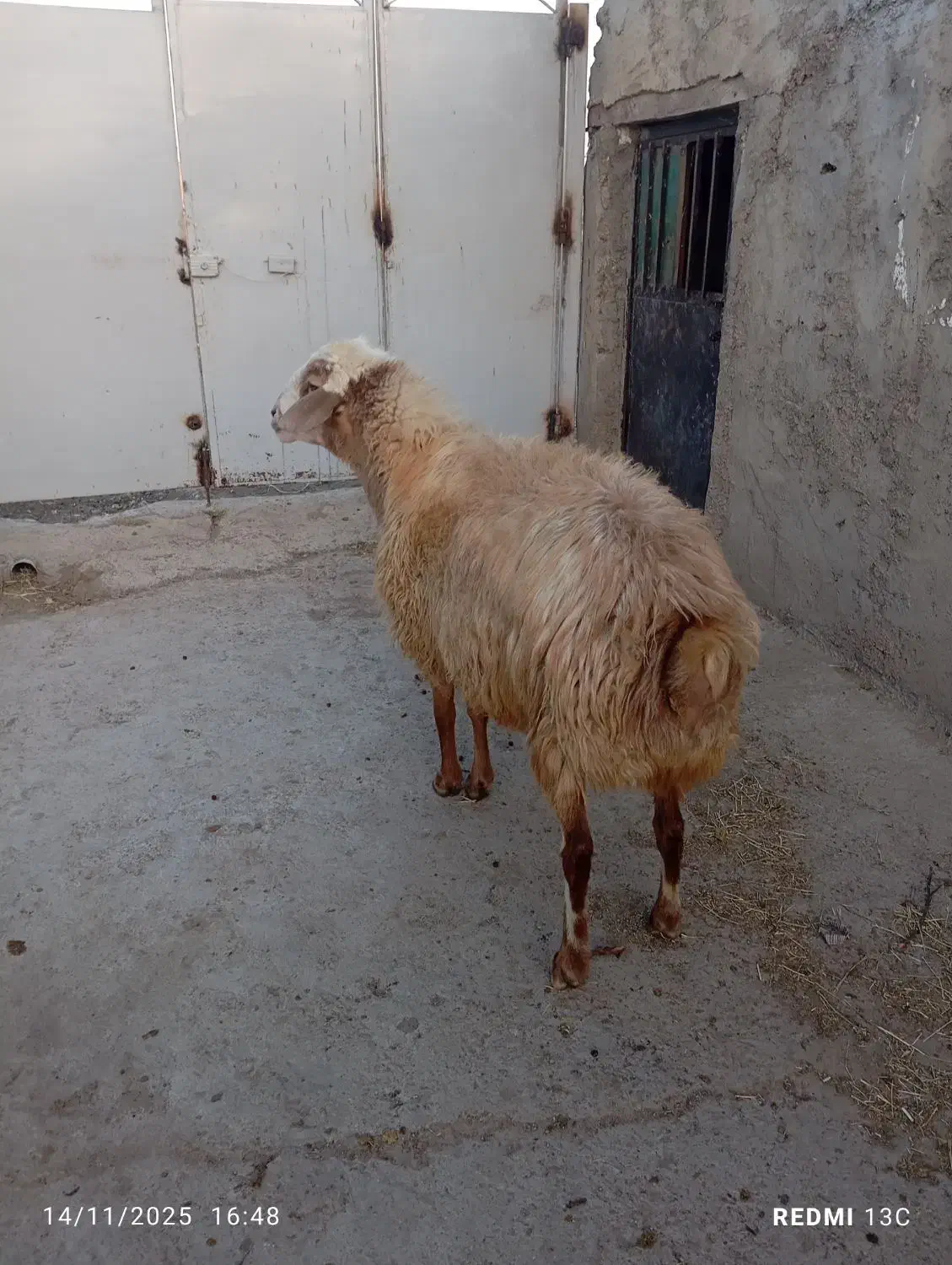 قوچ دامازدیق|حیوانات مزرعه|سرعین, |دیوار