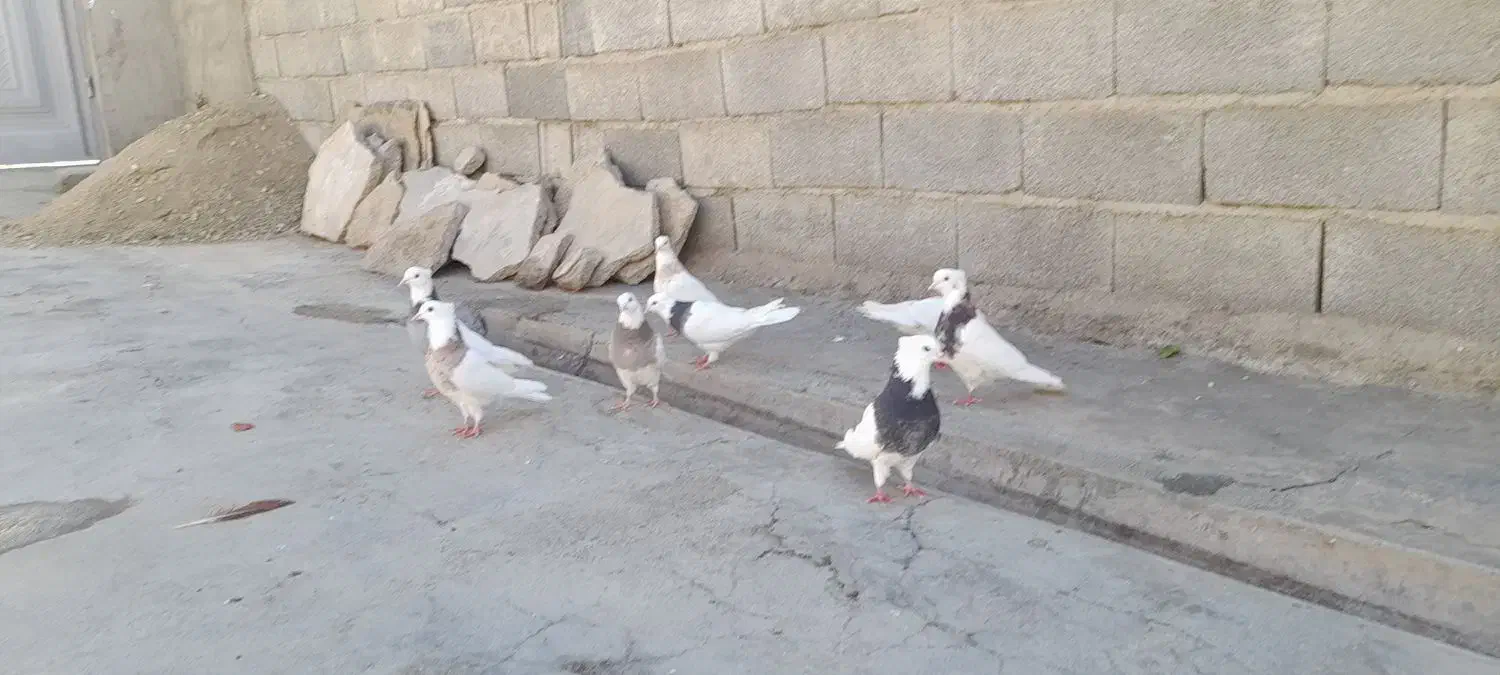 کفتر طوقی|پرنده|اشترینان, |دیوار