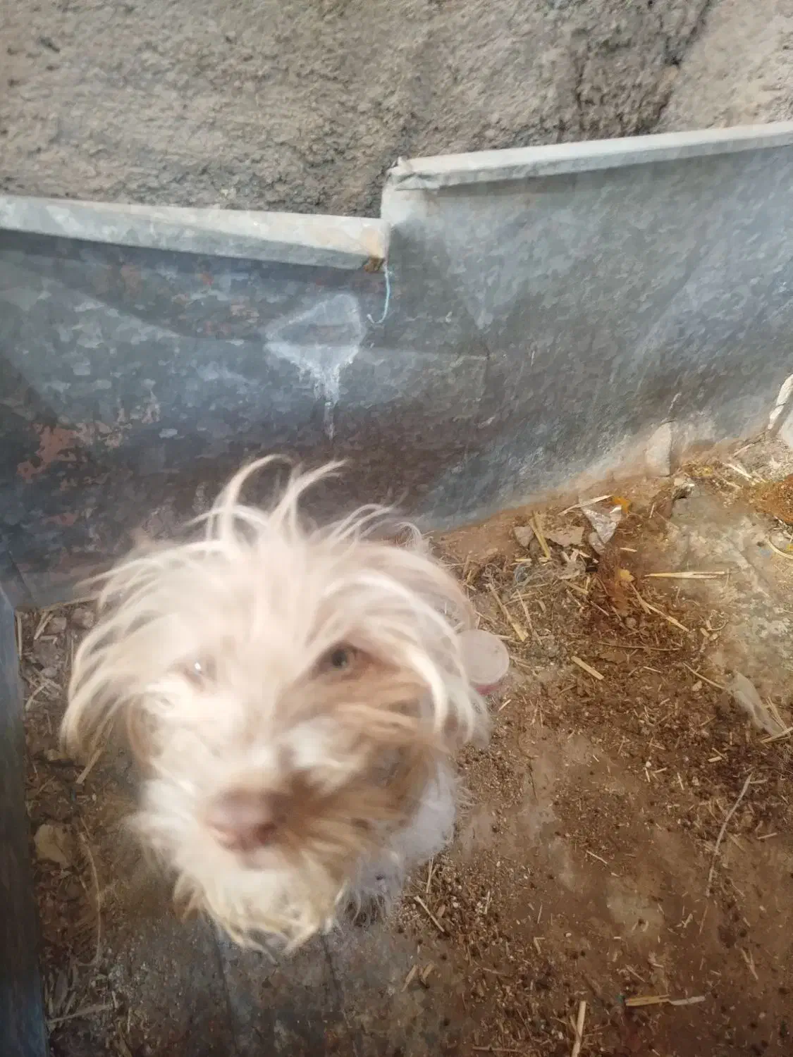 سگ زینتی|سگ|آران و بیدگل, |دیوار