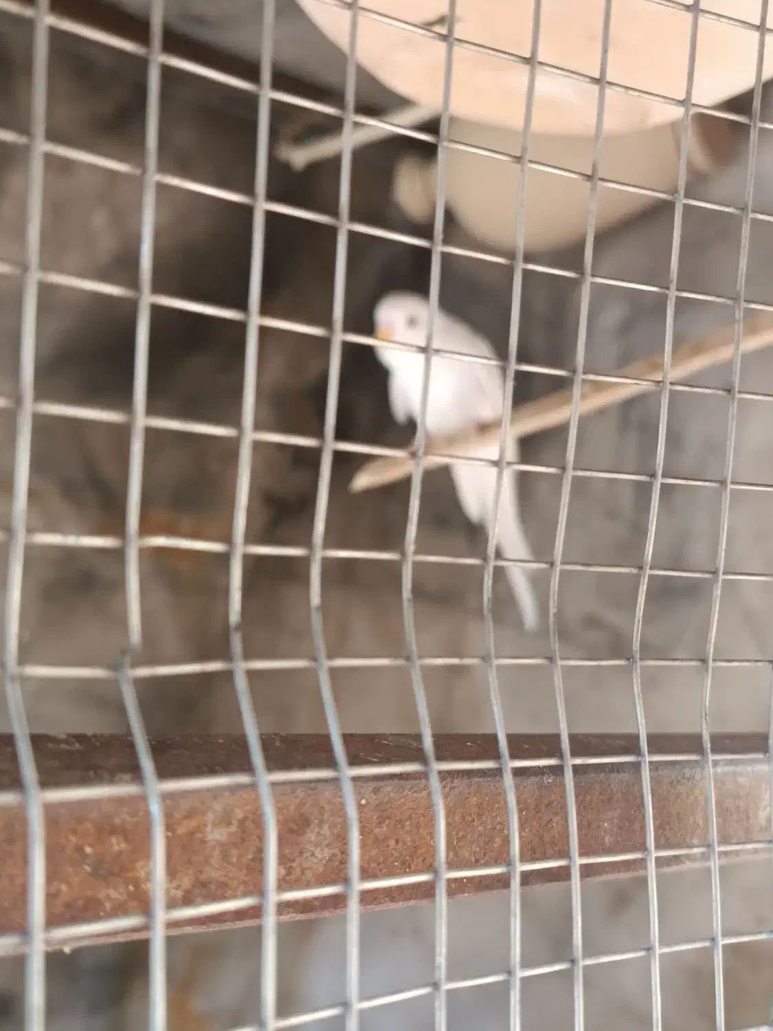 مرغ عشق|پرنده|خاش, |دیوار