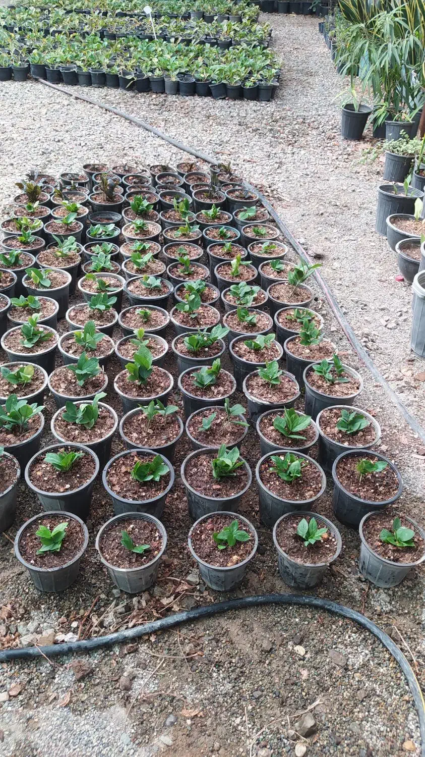 اجاره گلخانه سالن فروشگاهی|اجارهٔ مغازه و غرفه|ری, فیروزآباد|دیوار