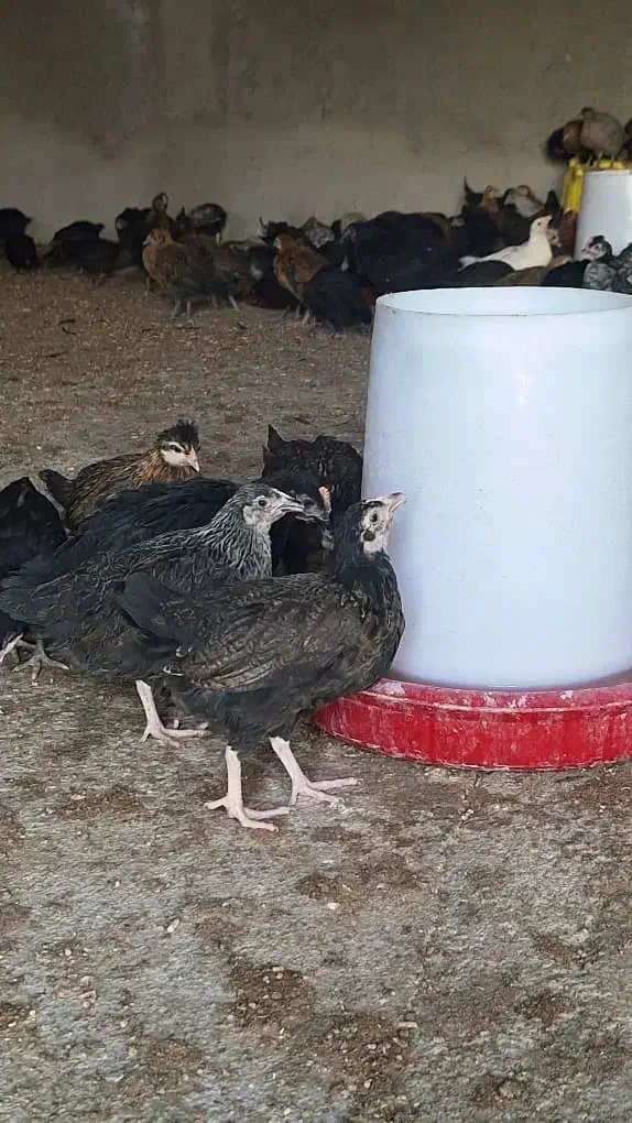 پرورش وفروش مرغ محلی|حیوانات مزرعه|شیراز, گویم|دیوار