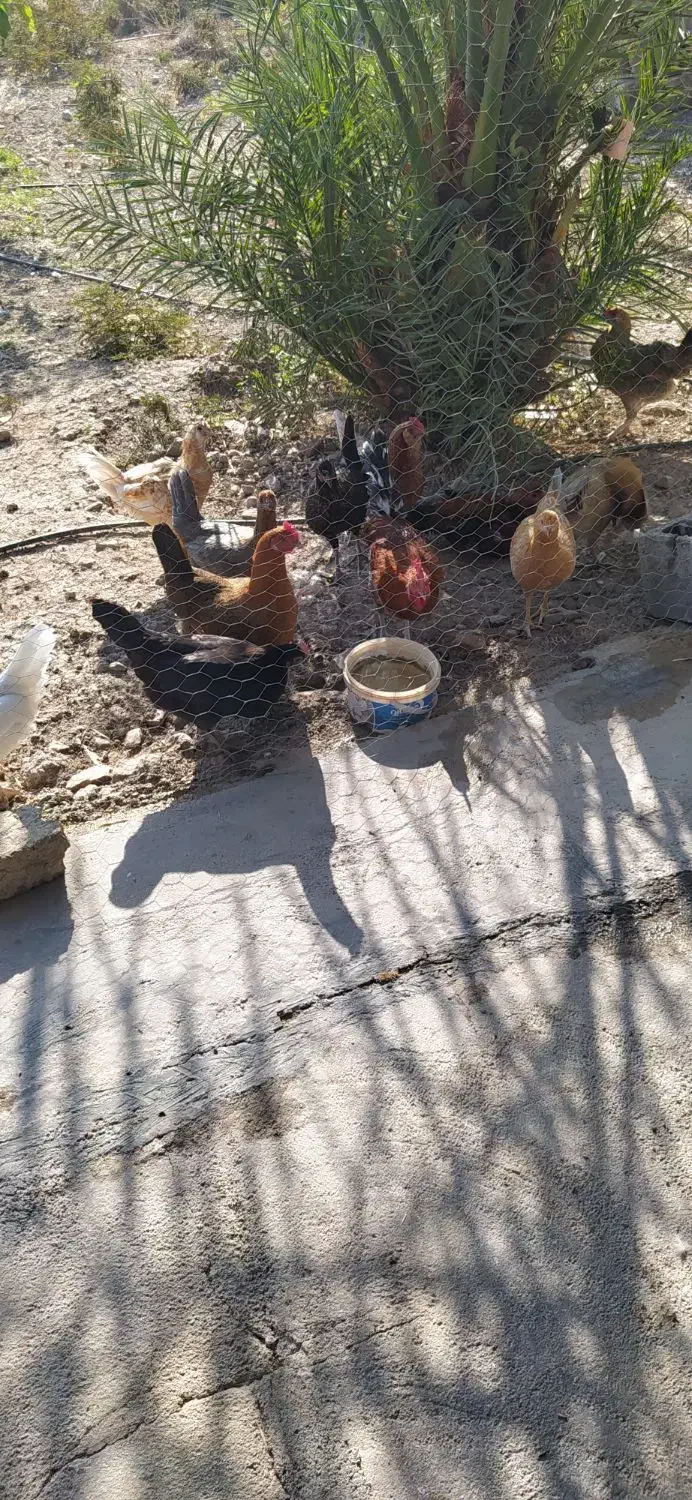 مرغ و خروس8میلیون|حیوانات مزرعه|سرپل ذهاب, |دیوار