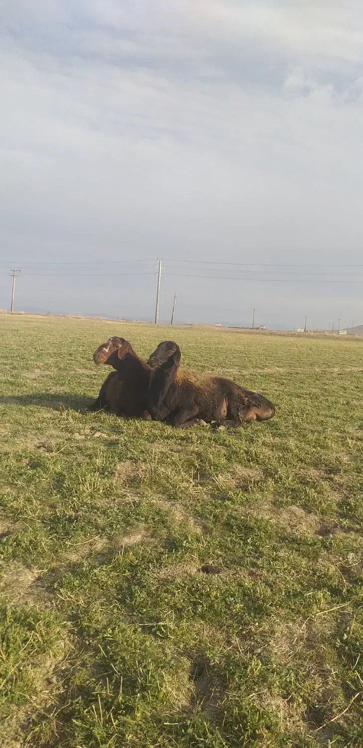 گوسفند|حیوانات مزرعه|شراء, |دیوار