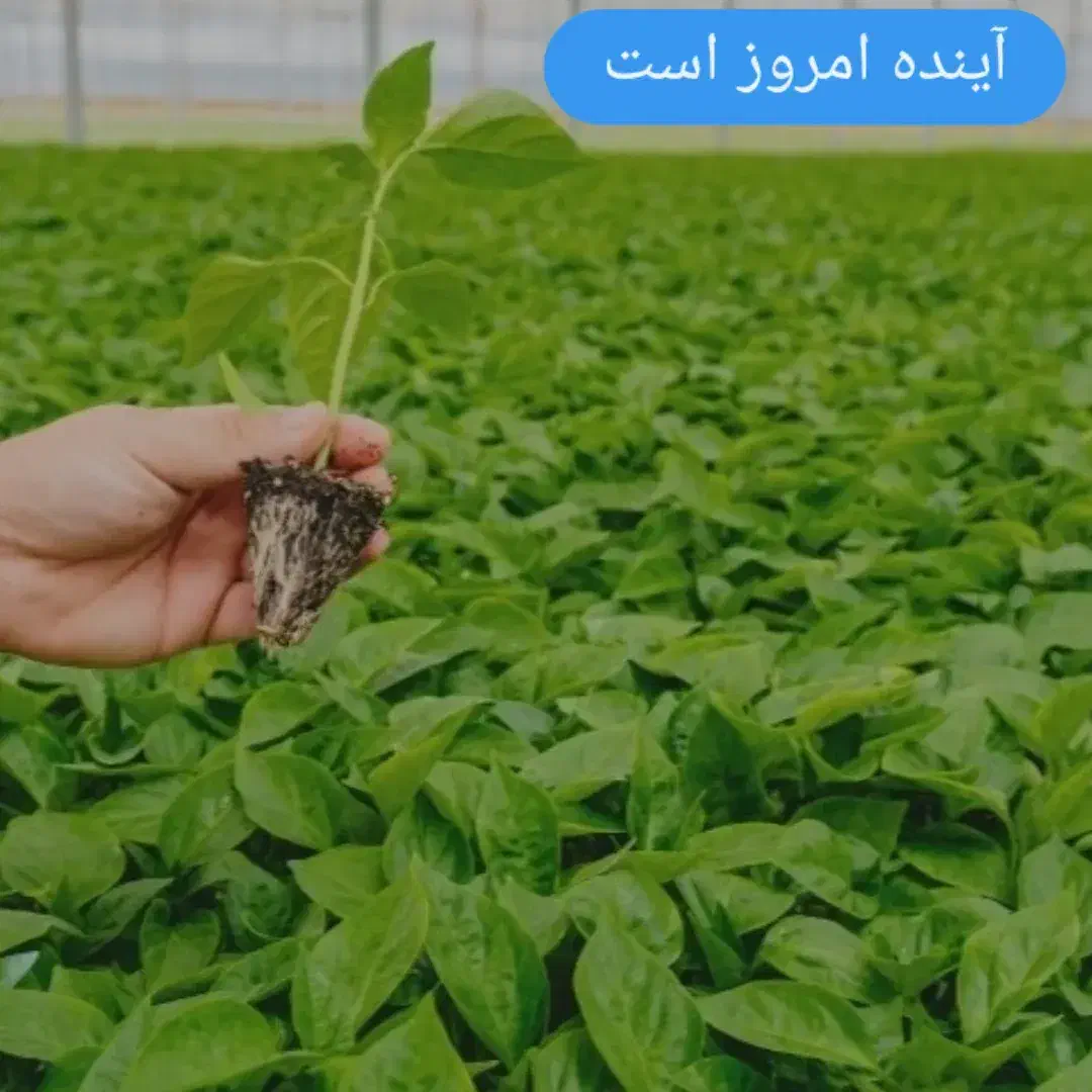 گلخانه نت هاوس|فروش دفتر صنعتی، کشاورزی، تجاری|قزوین, |دیوار