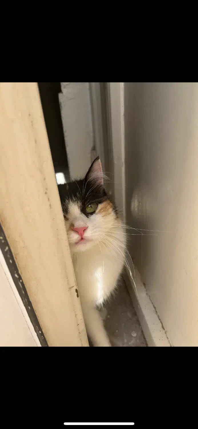 گربه شناسنامه دارو مهربون|گربه|یزد, |دیوار