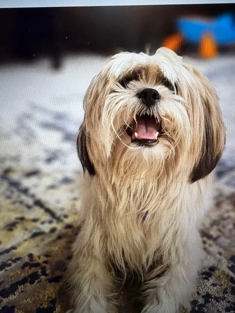 سگ شیتزو نر ۱.۵ ساله|سگ|تهران, استخر|دیوار