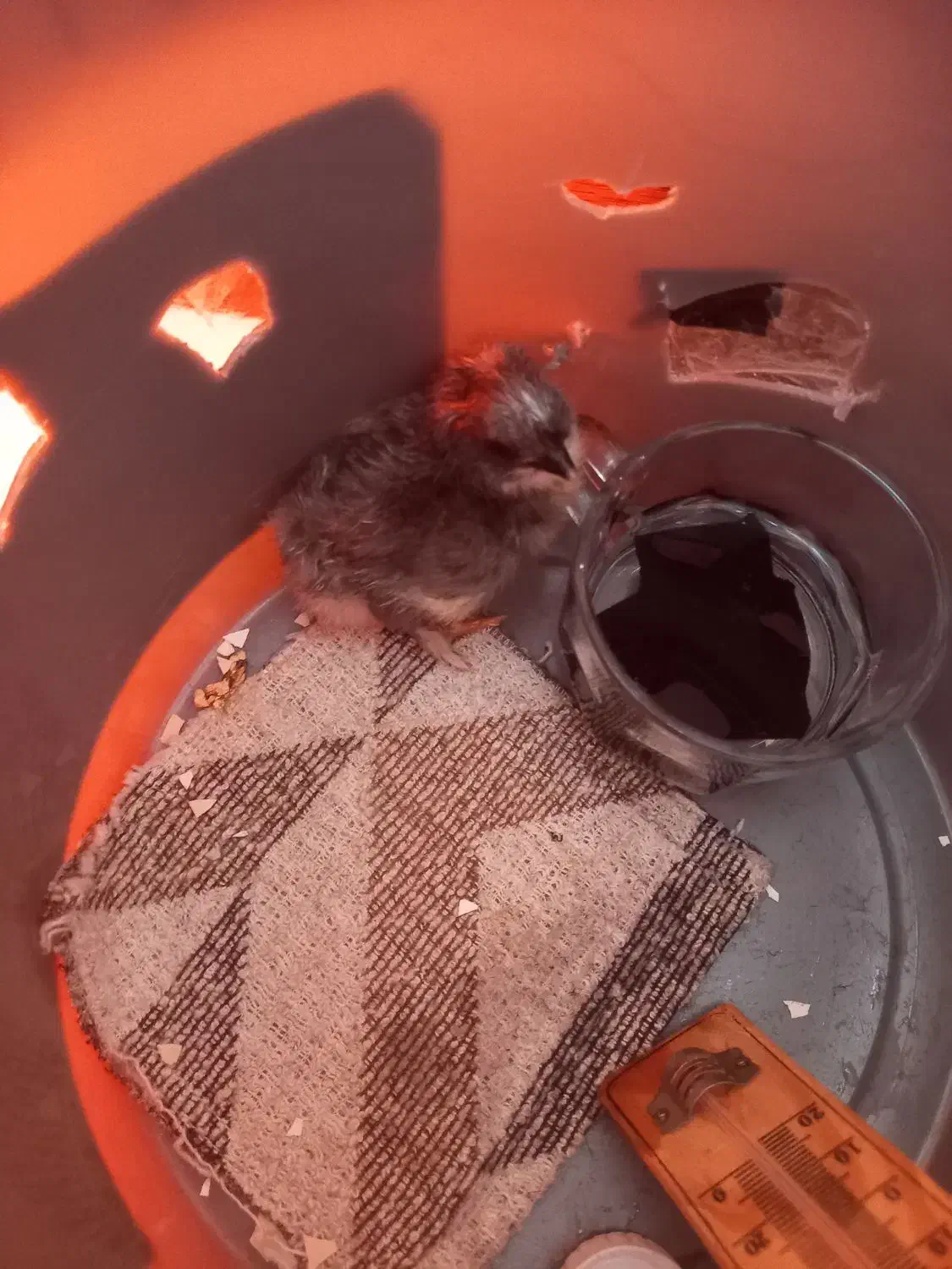 جوجه رسمی کاکلی پا پر|حیوانات مزرعه|مشکیندشت, |دیوار