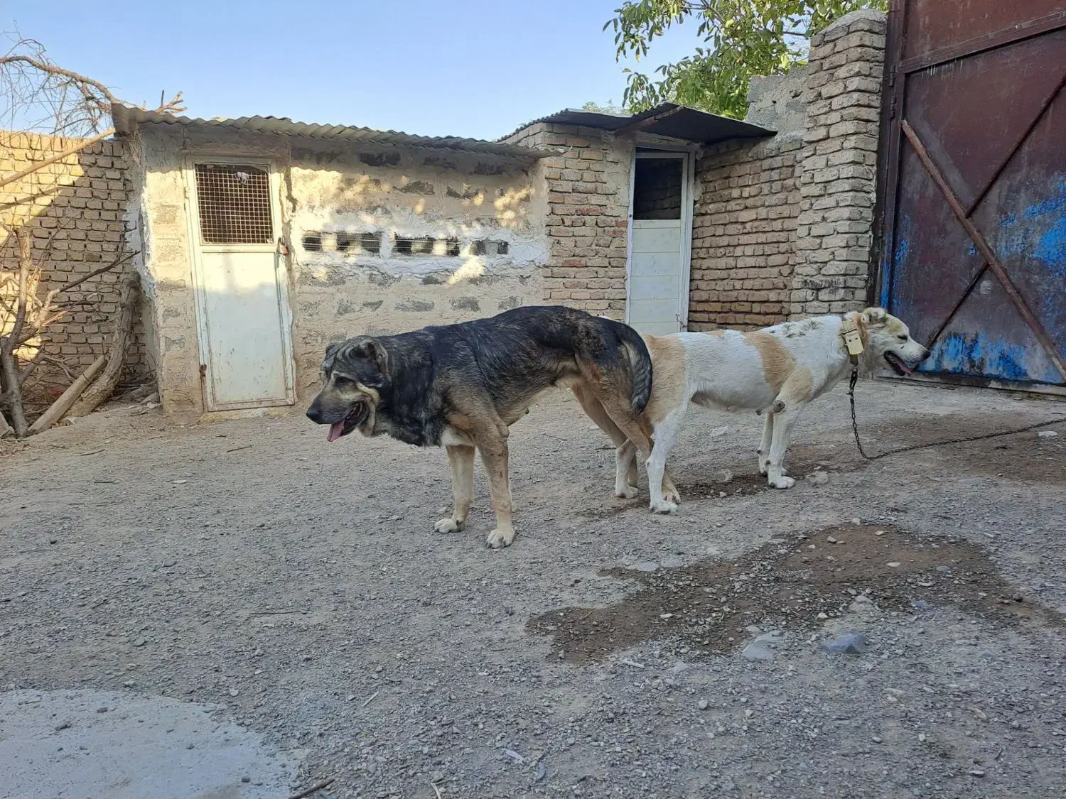 واگذاری توله|سگ|محمدیه-قزوین, |دیوار