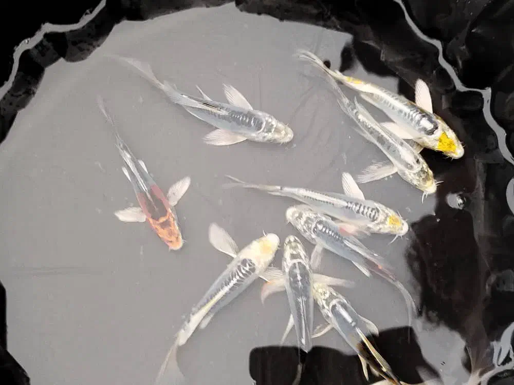 ماهی کوی آکواریومی|ماهی|شهرکرد, |دیوار