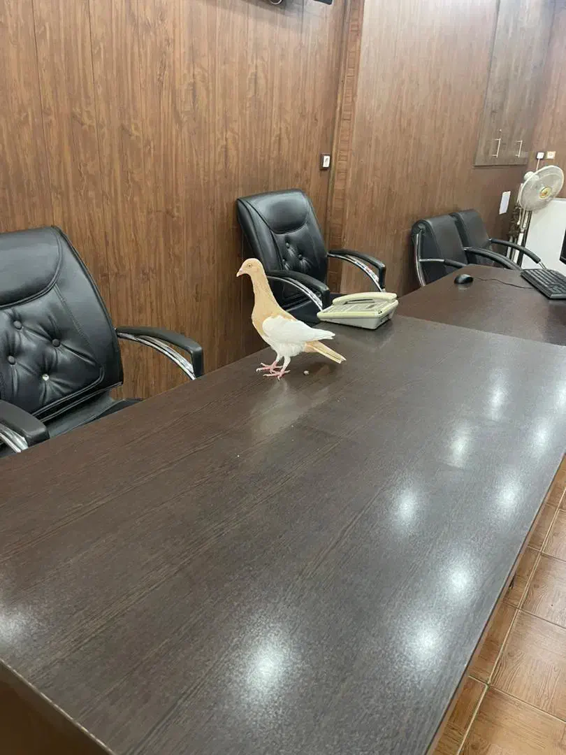 یهودی خارجی همه چی تموم|پرنده|شیراز, امام حسین|دیوار