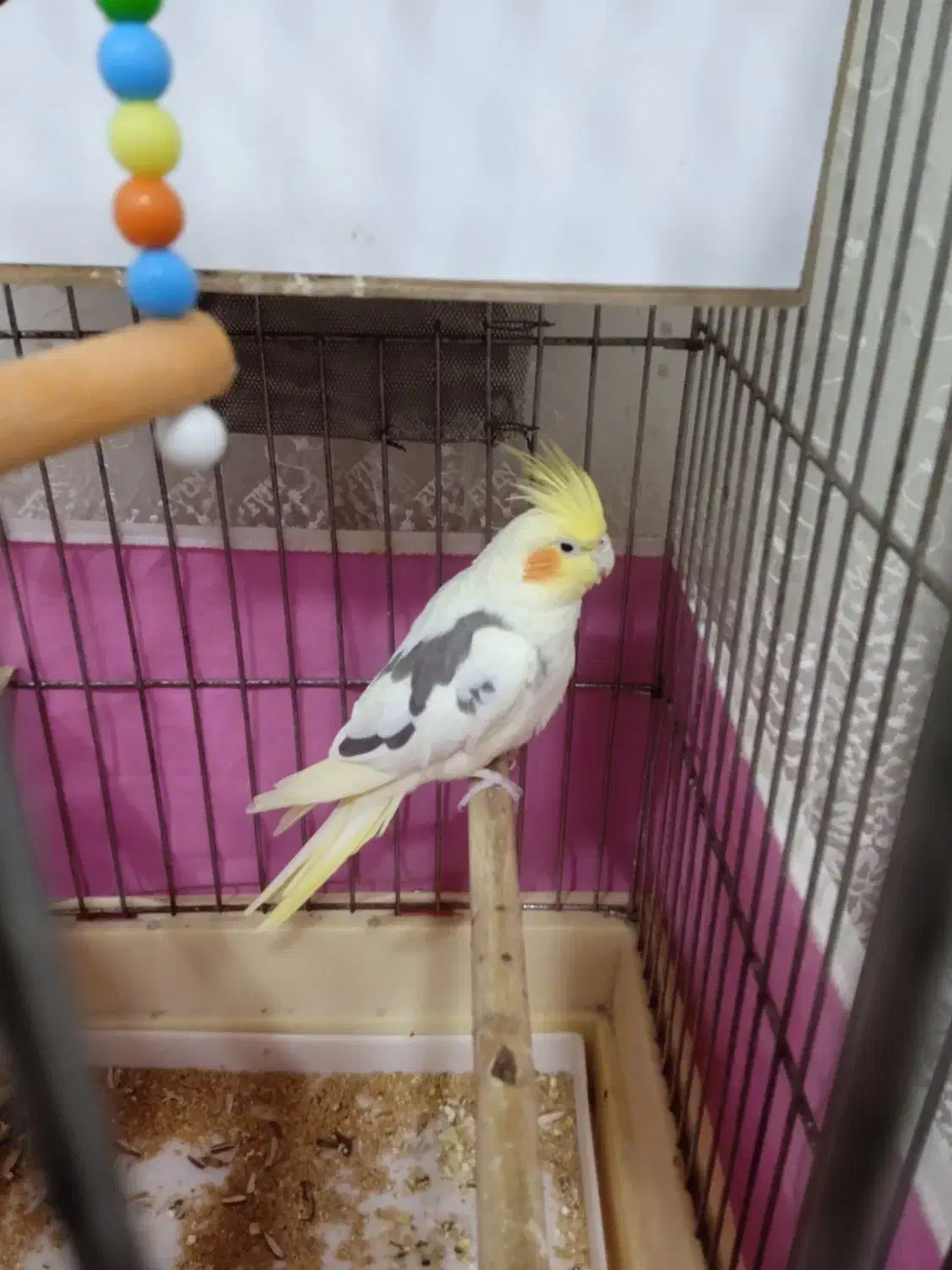 عروس هلندی ماده|پرنده|الوند, |دیوار