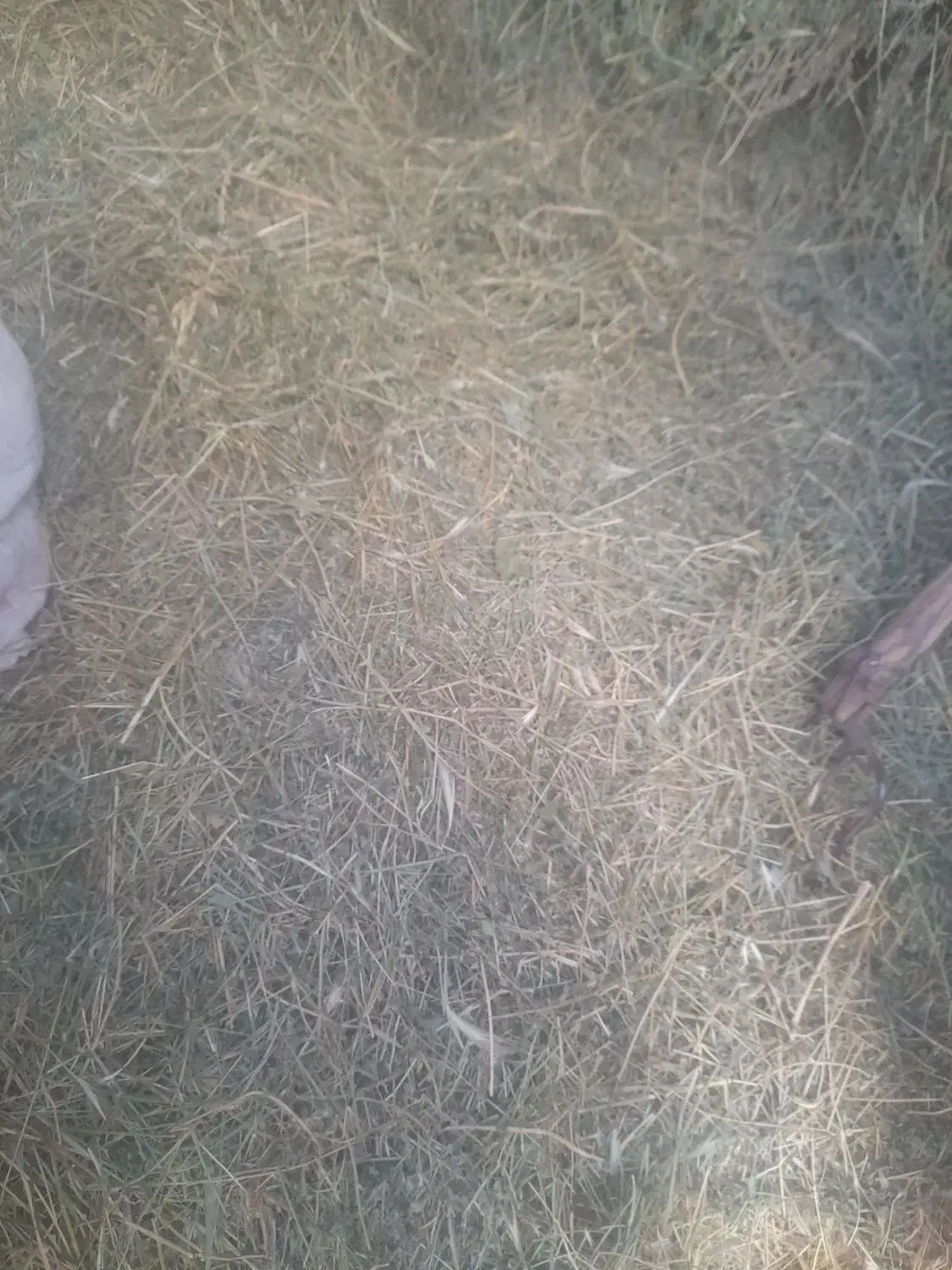 یونجهتمیز|حیوانات مزرعه|زرین دشت (همدان), |دیوار