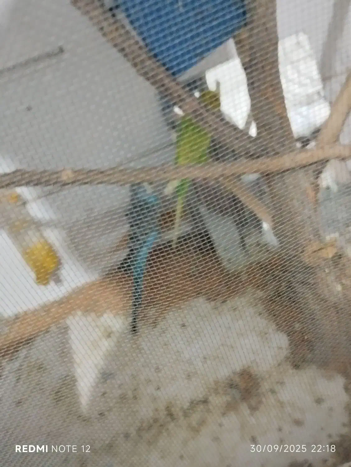 مرغ عشق|پرنده|تربت جام, معدآباد|دیوار