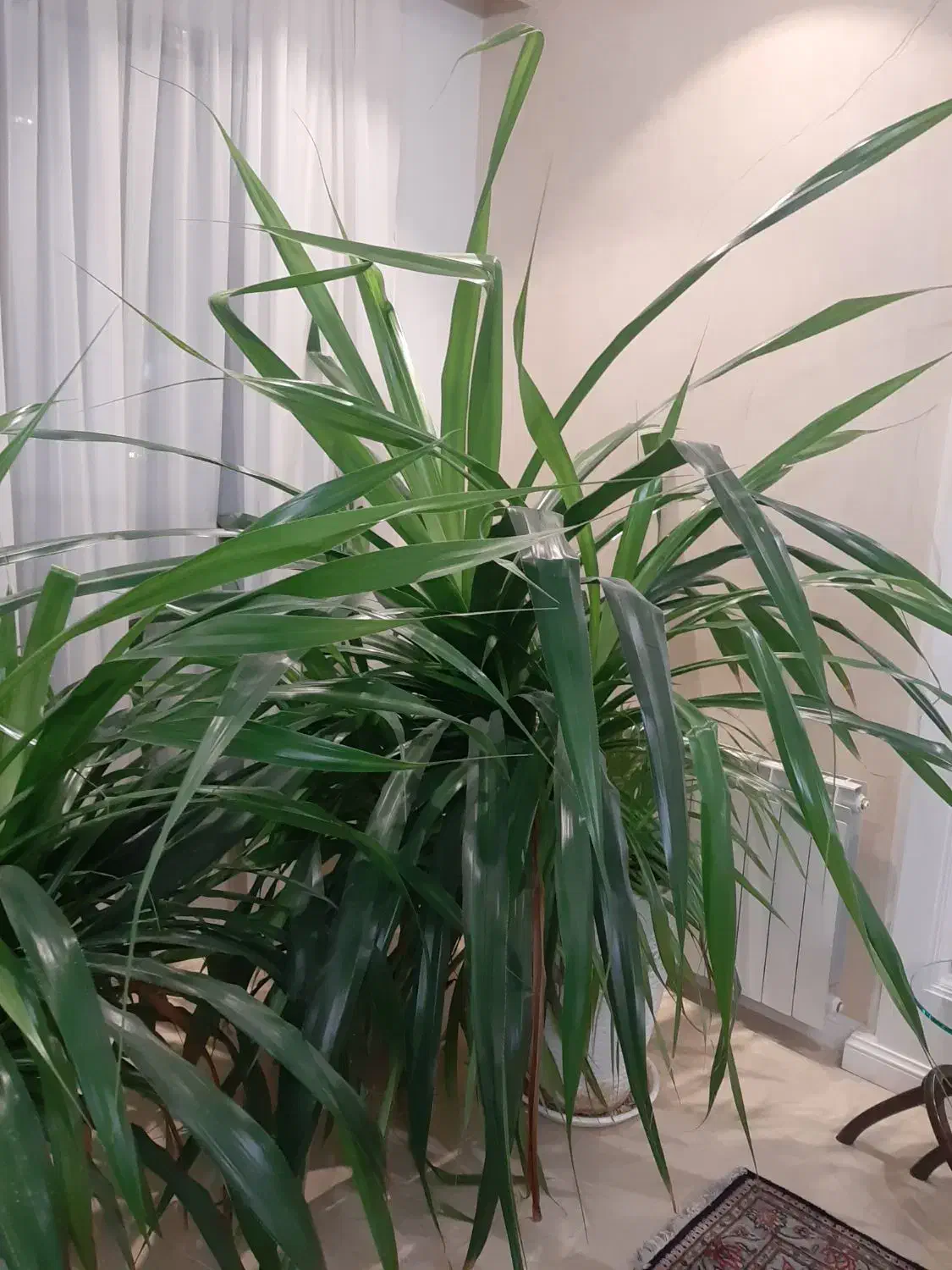 گل پاندانوس|گل و گیاه طبیعی|مشهد, تربیت (صدف)|دیوار