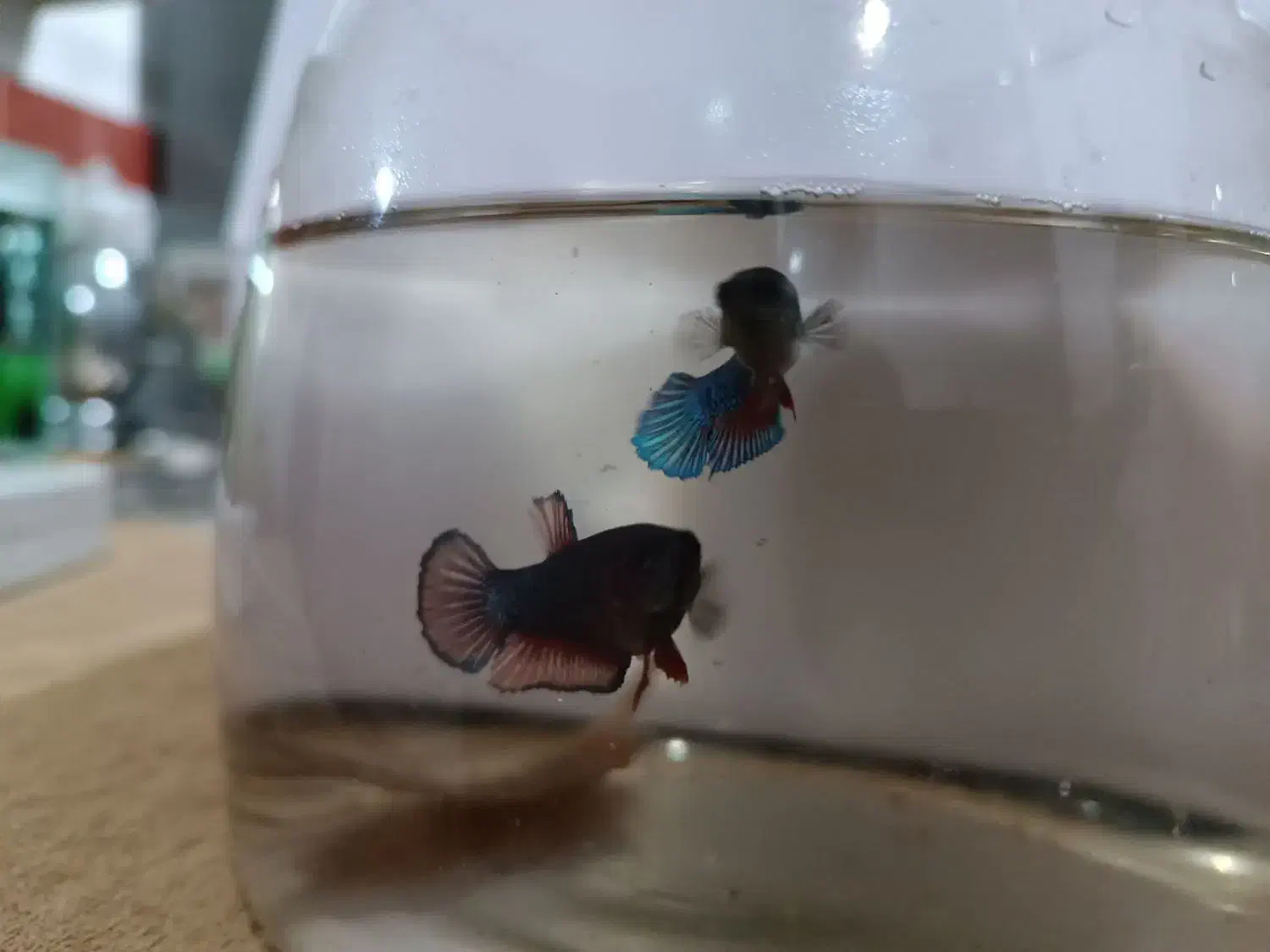 فایتر|ماهی|تبریز, |دیوار