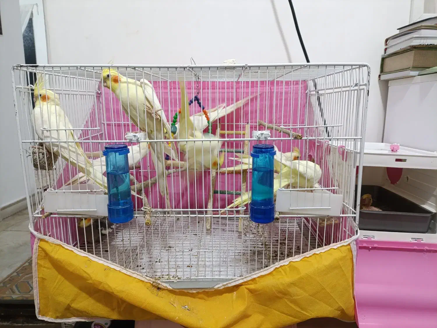 عروس هلندی|پرنده|فریدون‌کنار, |دیوار