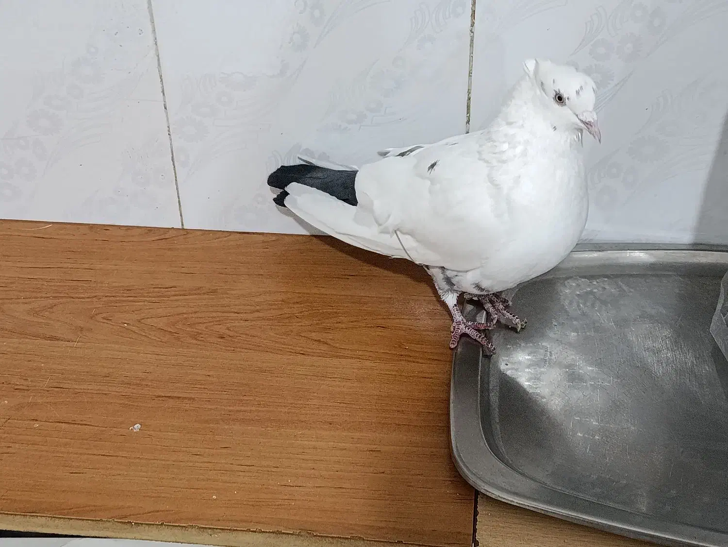 دم سیاه|پرنده|سنندج, |دیوار