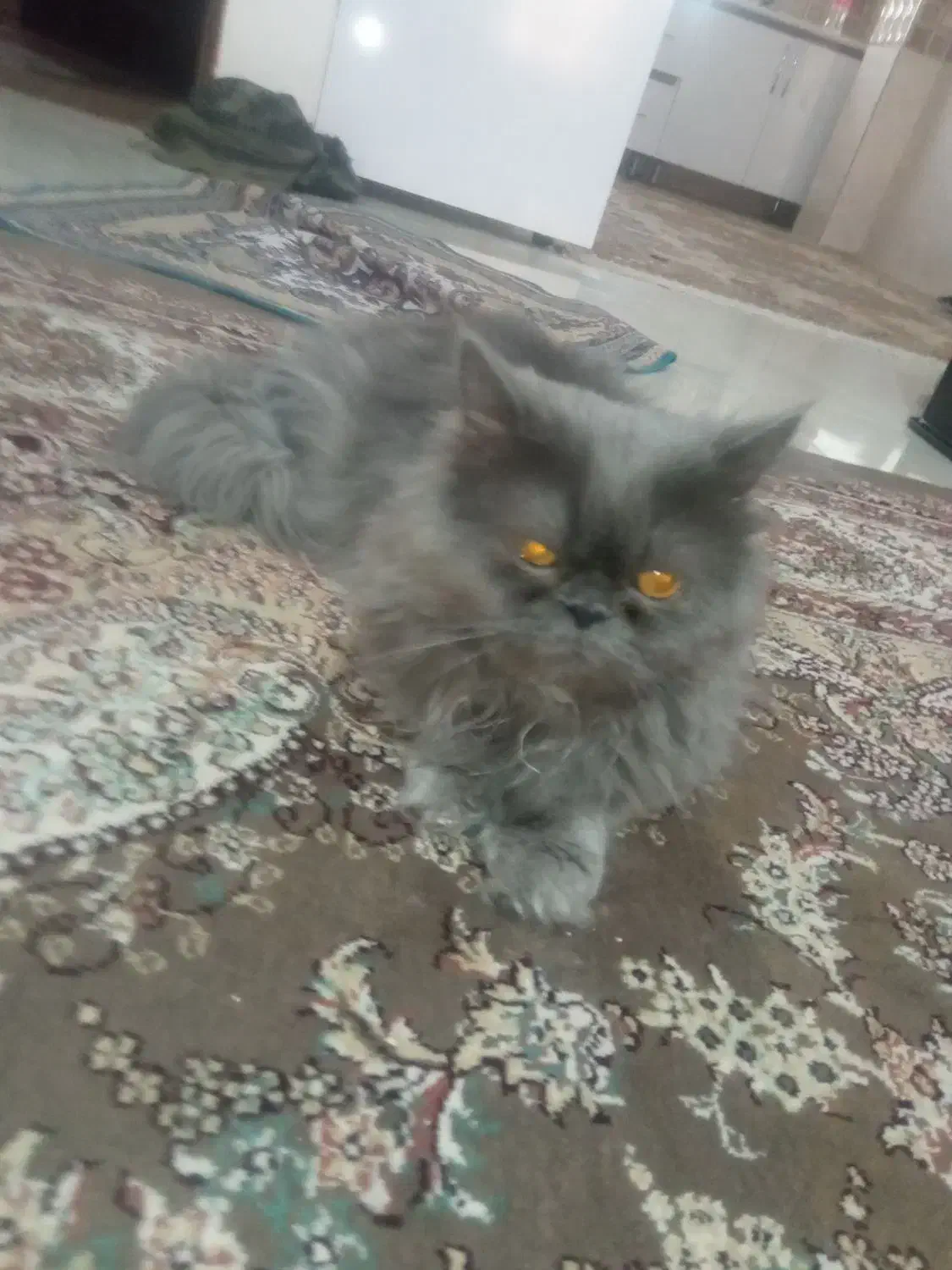 گربه پرشین نر و ماده|گربه|شیروان (خراسان), |دیوار