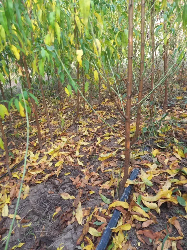 فروش انواع نهال|خدمات باغبانی و درختکاری|شهرکرد, |دیوار