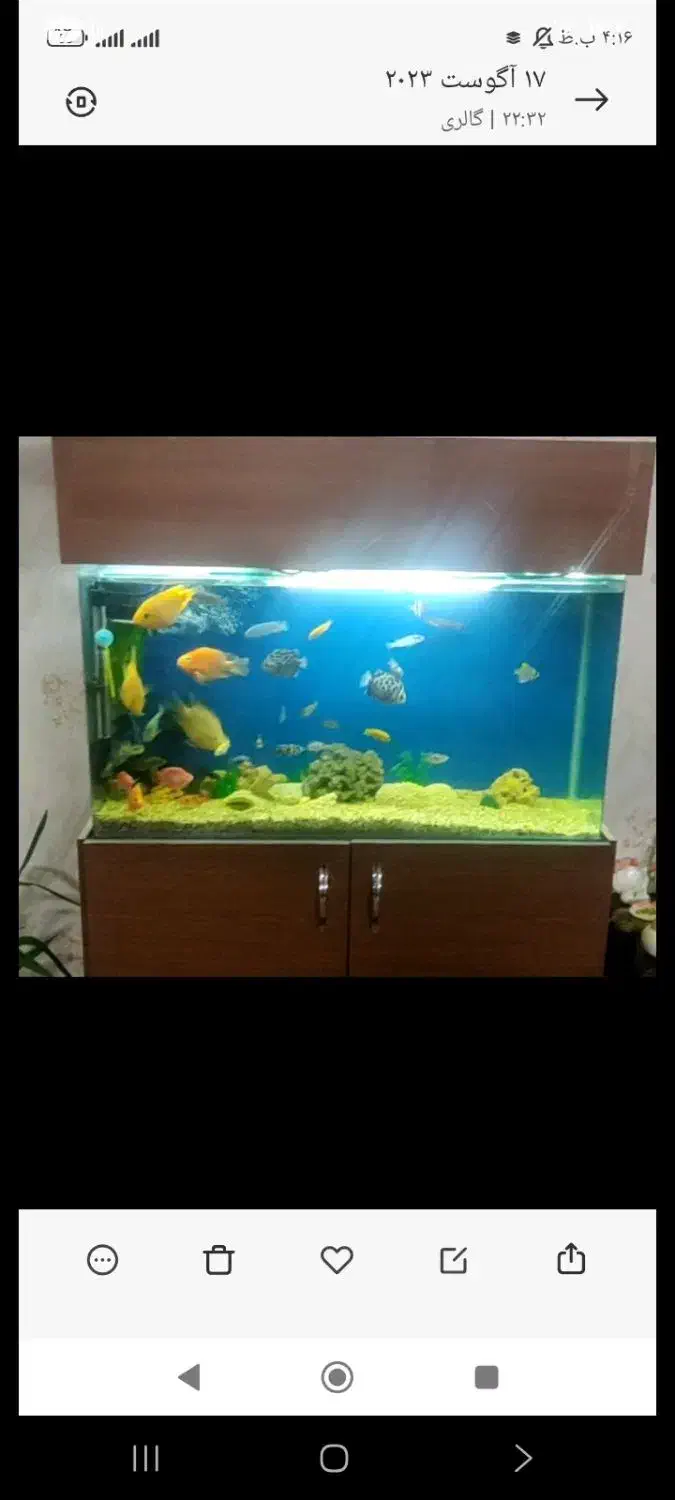 اکواریوم درحد نوشرکتی شیشه خم همراه میز ام دی اف|ماهی|زنجان, |دیوار
